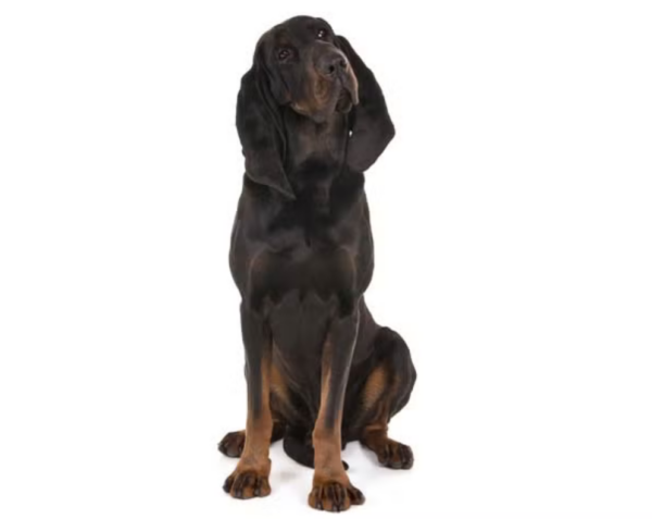 Black and Tan Coonhound Dog Breed